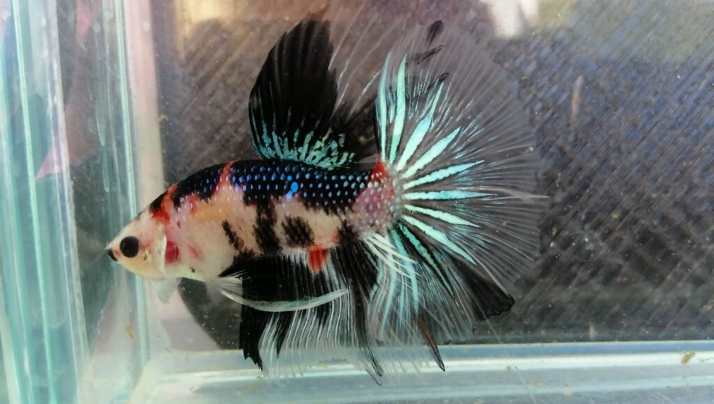 153138795 102509591893311 811593778531928585 n