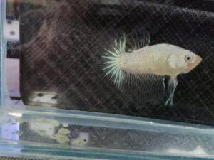 153172706 102599715217632 6207309244219343122 n