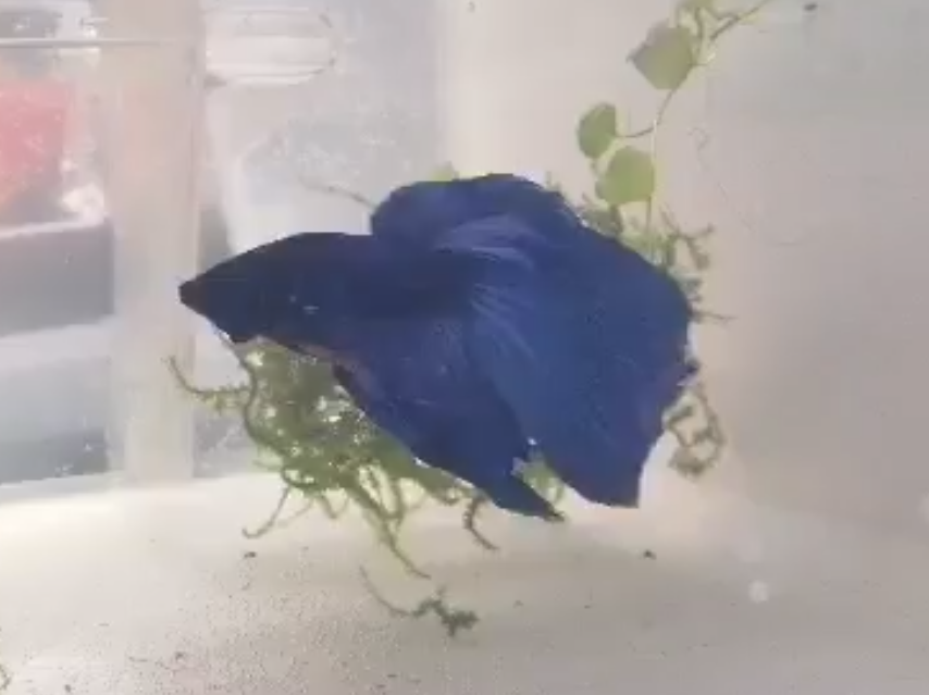 153228755 102593438551593 6408941073631669393 n