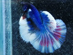 153382359 102559798554957 3254181120888170240 n (1)