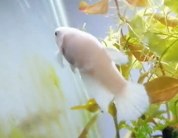 153857590 102596058551331 6553141317029630466 n