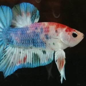 183808830 138708318273438 6659613600897251324 n