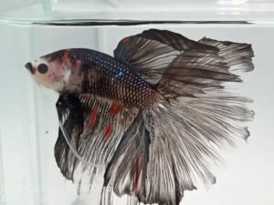 470646646 1012614420882819 7852490618091354817 n