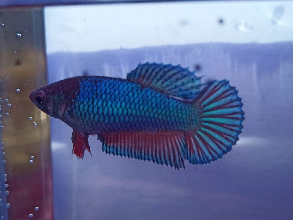 481773741 1070183281792599 2926375645417945091 n