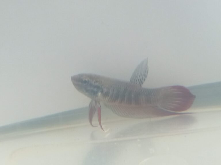 483583128 994938686039732 7817554984389775034 n