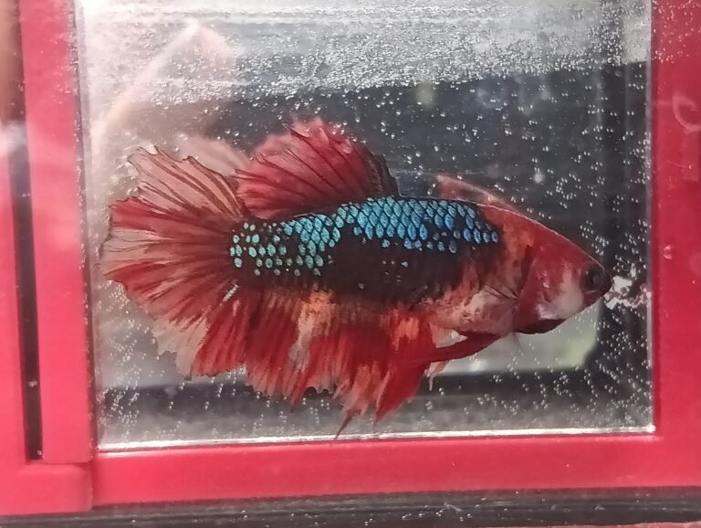 527253168 1106235391576727 2478349956981581212 n