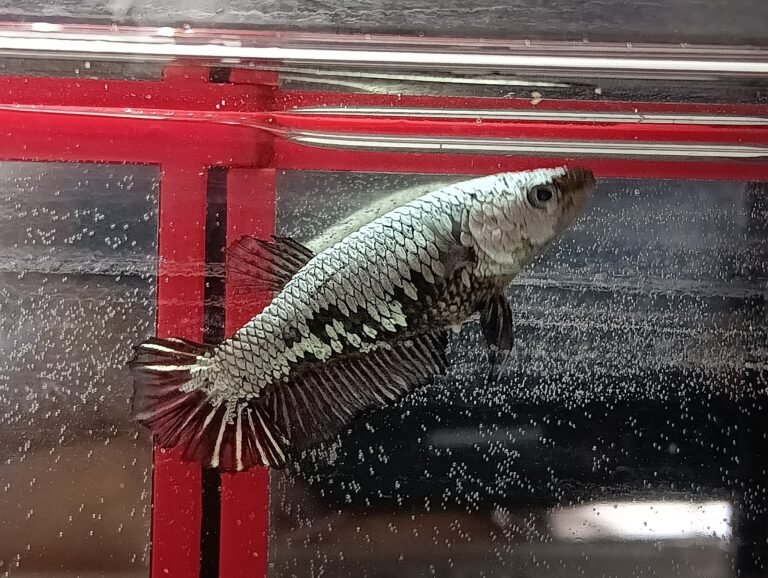 527744705 1106253224908277 2933250024662637300 n