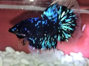 536272307 1121075116759421 1134934223076254905 n