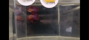 screenshot 20251106 195631