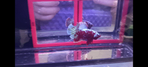 screenshot 20251106 203300