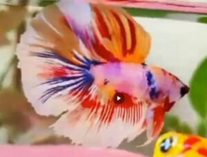 be yams b0c980b90d34423a886d380a6ce1306c opa