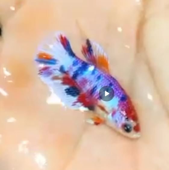 be yams c57a532541e948d29c4f9c33249f7399 oma